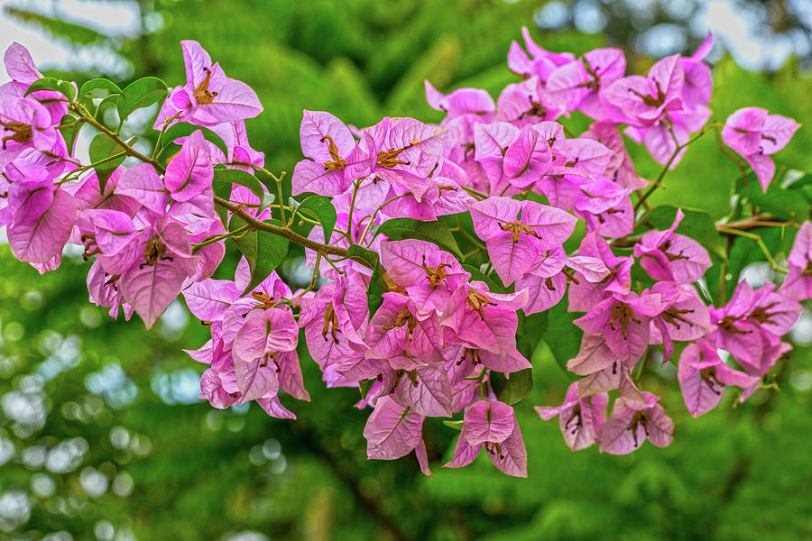 Up Movie Photograph - Pink Bougainvillea Flowers by Betsy Knapp