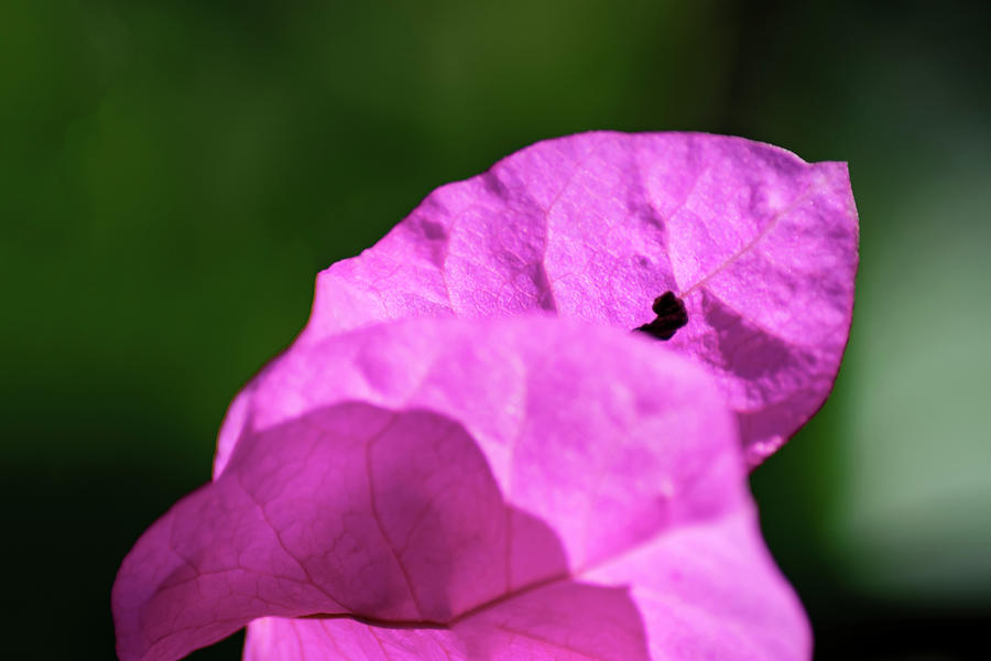 Nature Photograph - Pink Bougainvillea In The Sun 4 by Eva Bane