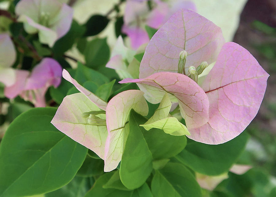 Pink Bougainvillea Macro Photograph by Connie Fox - Pixels