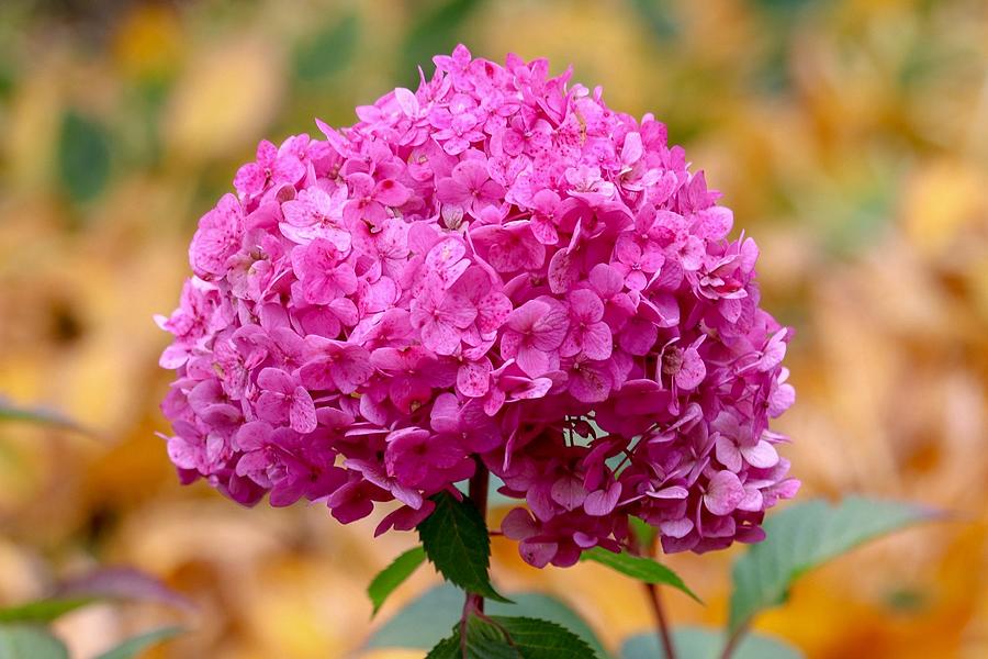 Pink Bouquet  Photograph by Susan Rydberg