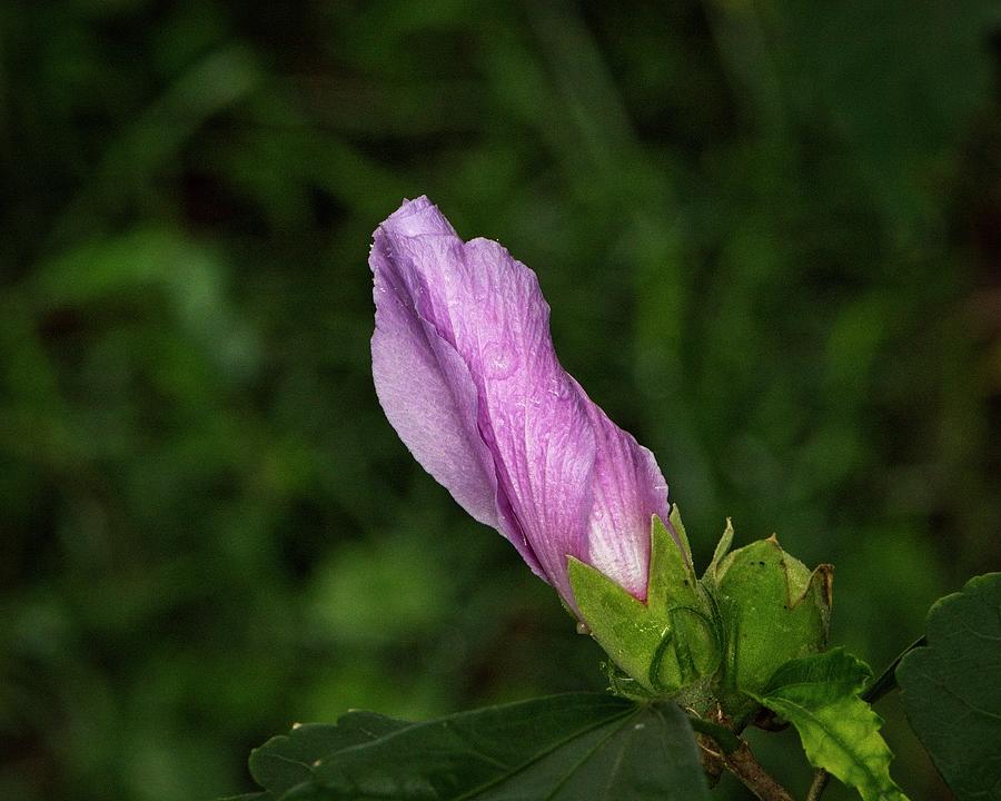 Pink Bud Photograph by John Benedict
