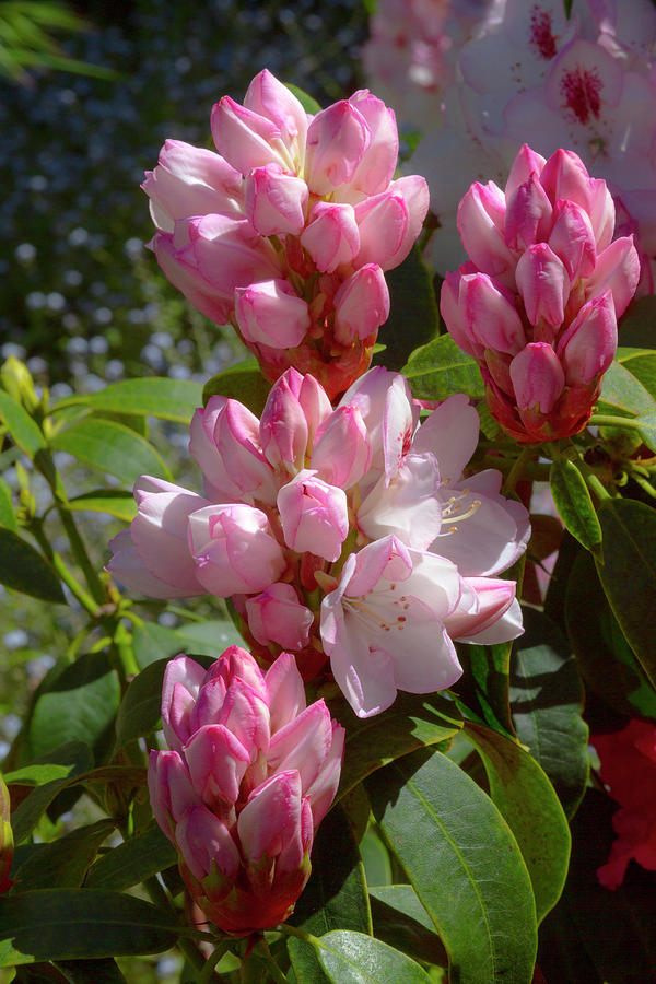 Pink Budding Rhododendron Photograph by Bonnie Follett