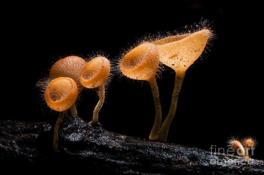 Rural Photograph - Pink Burn Cup Mushroom Isolated by Gopause Rural Photograph - Pink Burn Cup Mushroom Isolated by Gopause