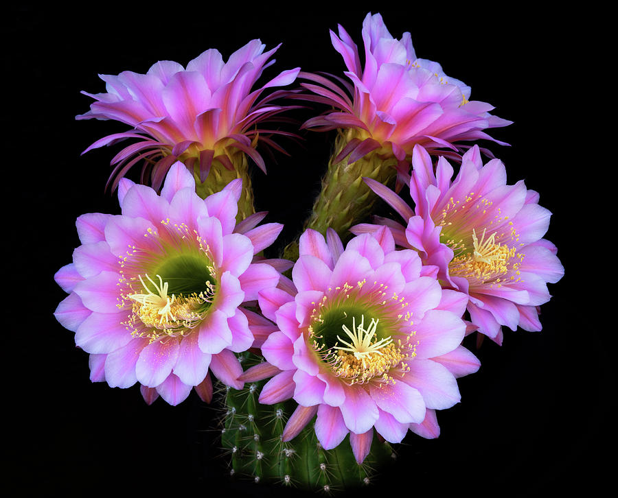 Pink Cacti Bouquet  Photograph by Saija Lehtonen