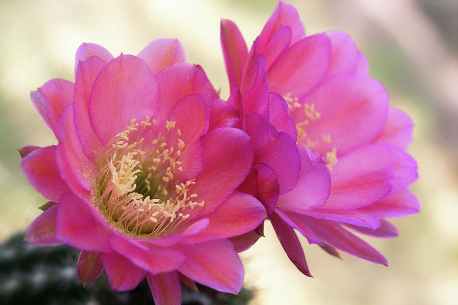 Pink Cacti Flowers At Dawn  Photograph by Saija Lehtonen