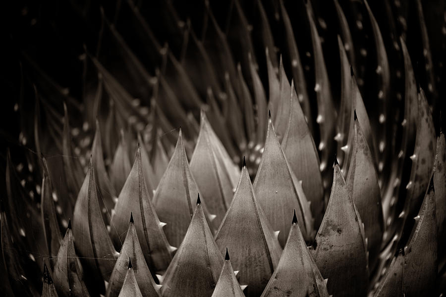 Inside the Agave  Photograph by Alessandra RC