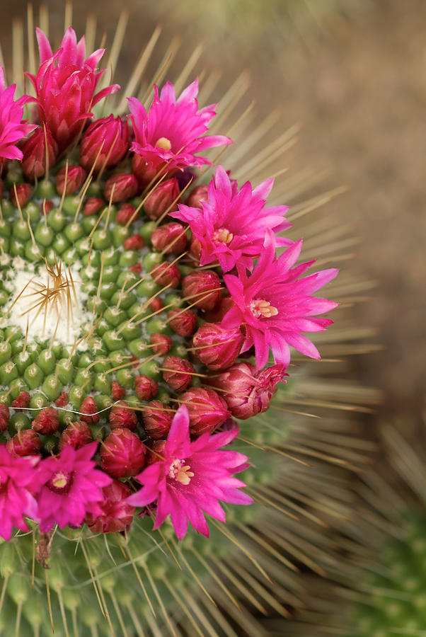 Pink Cactus Flower In Full Bloom Photograph by Zepperwing