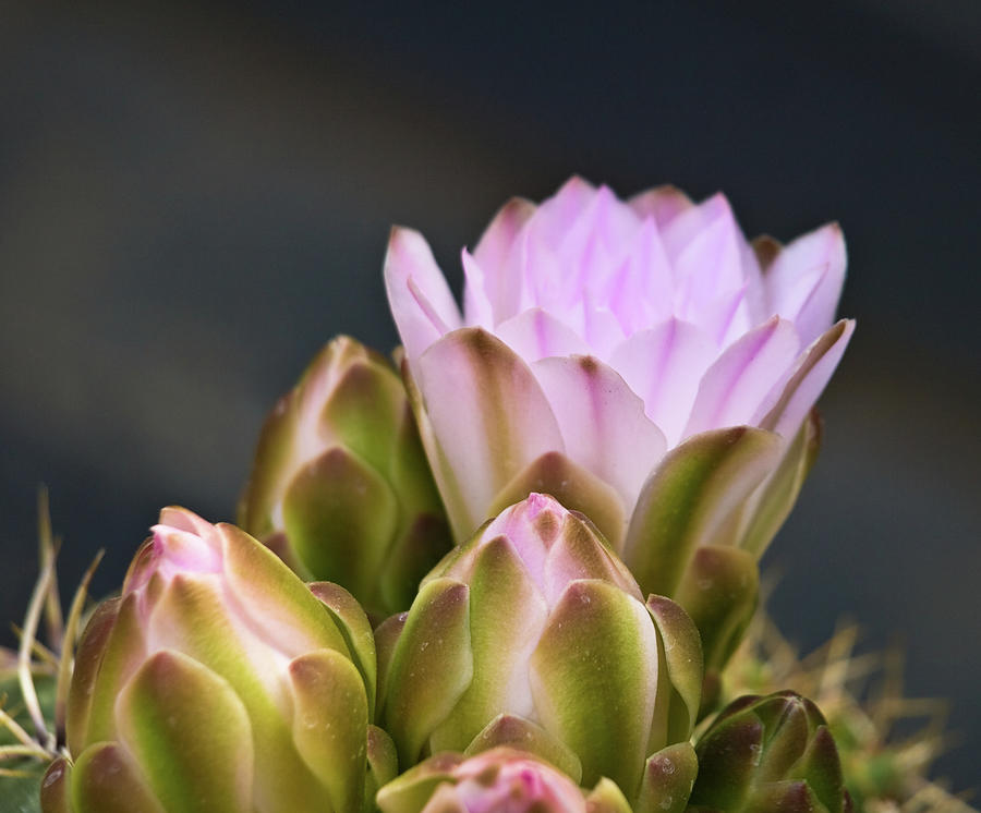 Pink Cactus Flowers Photograph by Andrea Rapisarda Photography