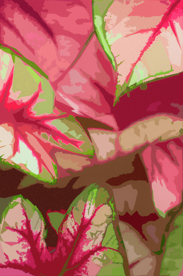 Pink Caladiums AR Photograph by Ginger Stein