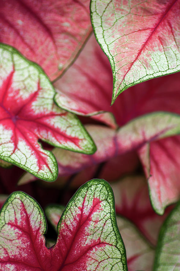 Pink Caladiums Photograph by Ginger Stein
