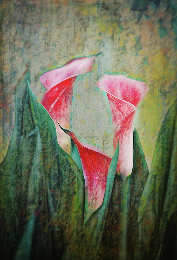Pink Calla Lilies Photograph