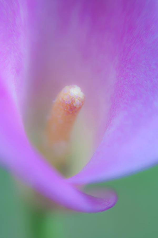 Pink Calla Lily Photograph by Jeff Lepore