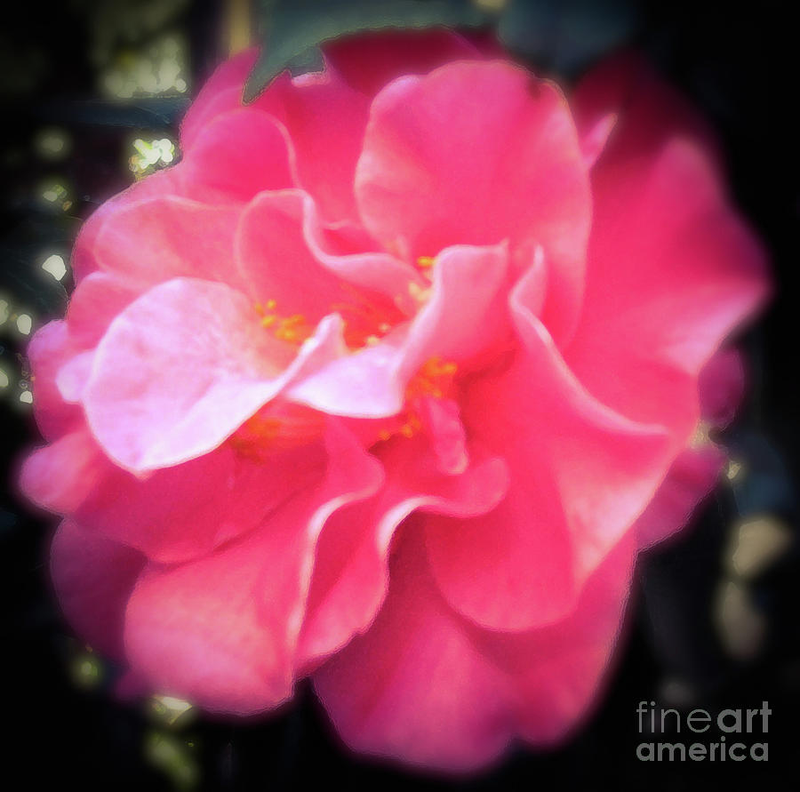 Flower Photograph - Pink Camelia Bloom by Hazel Holland