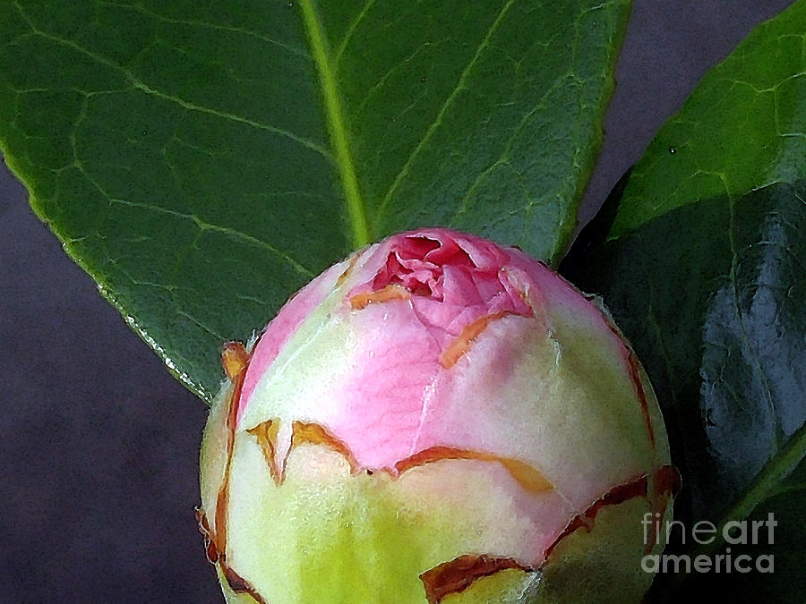 Pink Camellia Bud Photograph by Amy Dundon