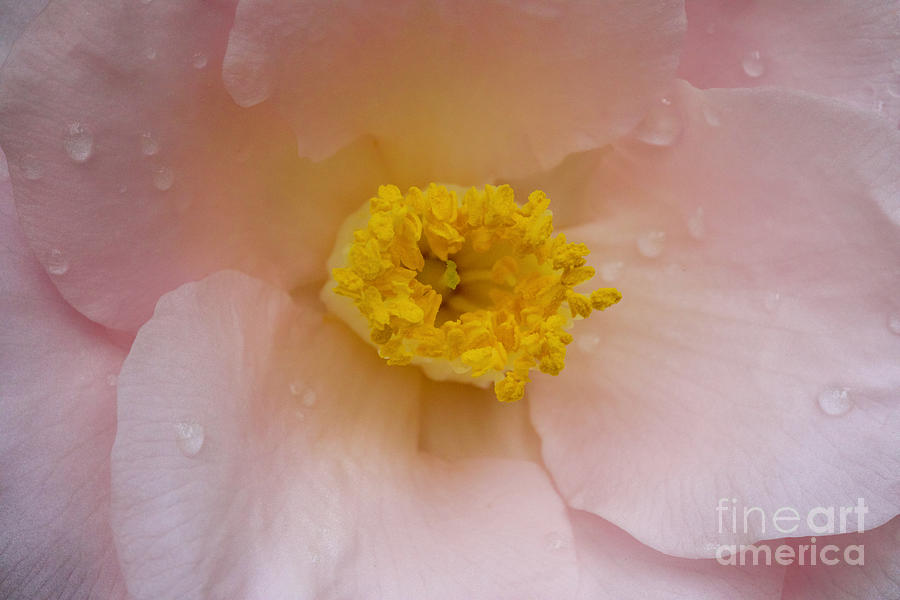 Pink Camellia Photograph by Lara Morrison