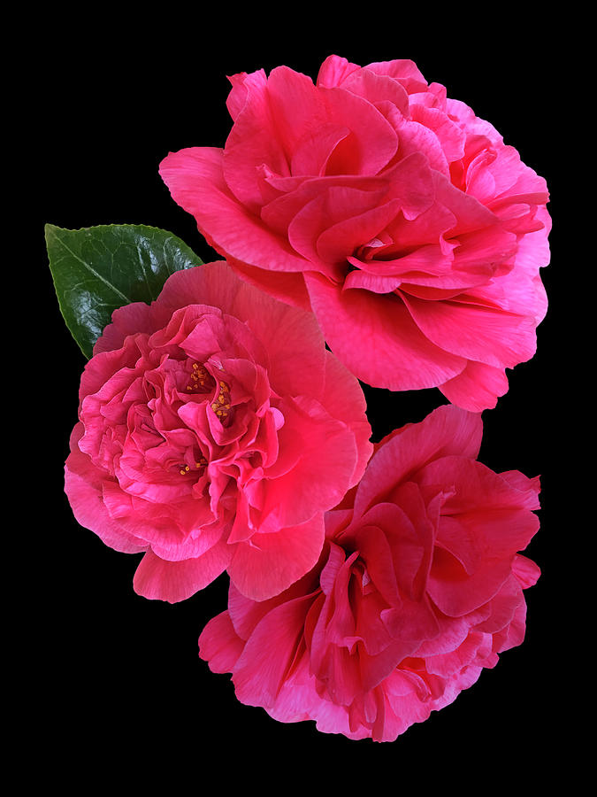 Pink Camellia On Black Vertical Photograph by Gill Billington
