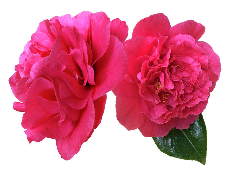 Pink Camellias On White Photograph by Gill Billington