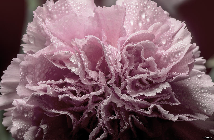 Flowers Still Life Photograph - Pink Carnation-06 by Gordon Semmens