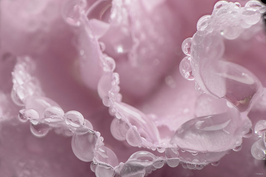 Flowers Still Life Photograph - Pink Carnation-09 by Gordon Semmens