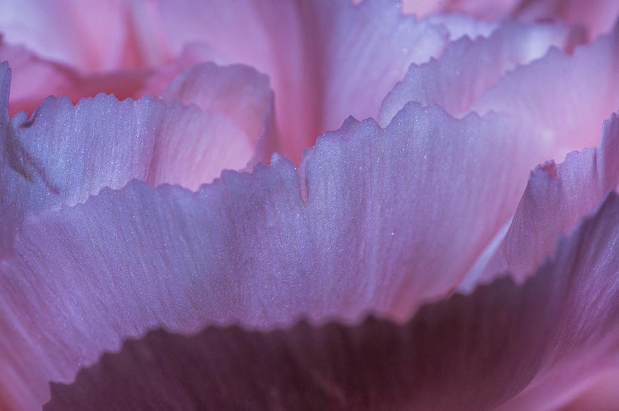 Pink Carnation Macro Photograph