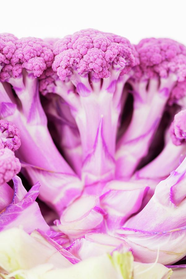 Pink Cauliflower Photograph by Hallstrm, Lars
