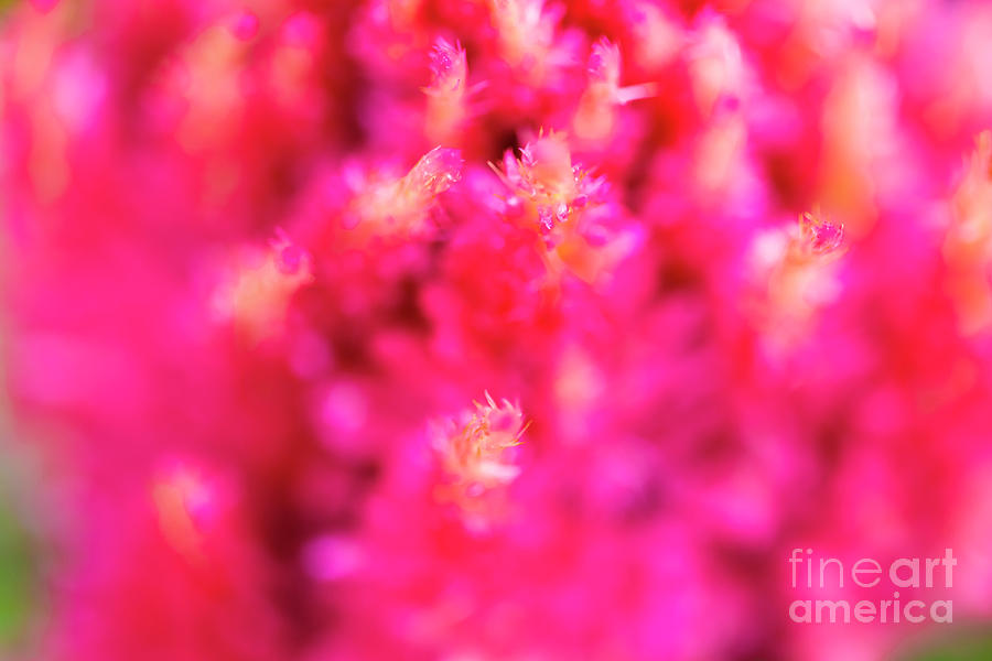 Pink Celosia Flower Abstract Photograph by Raul Rodriguez
