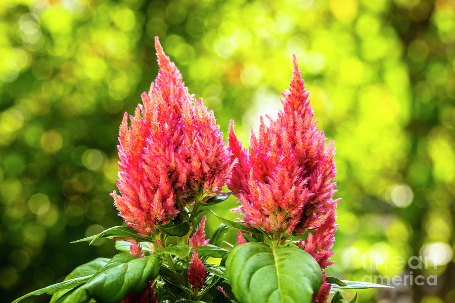 Pink Celosia Flower Photograph by Raul Rodriguez