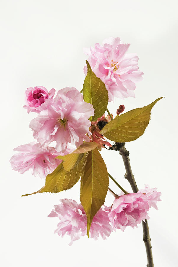 Pink Cherry Blossom Branch On White Photograph by Digihelion