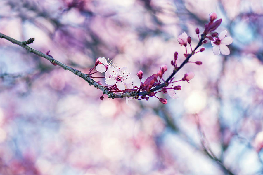 Pink Cherry Blossom - Floral Art Photograph by Ashira Vision - Fine Art ...