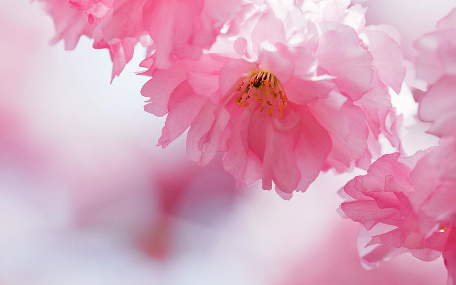 Pink Cherry Blossom Photograph by Jaap2