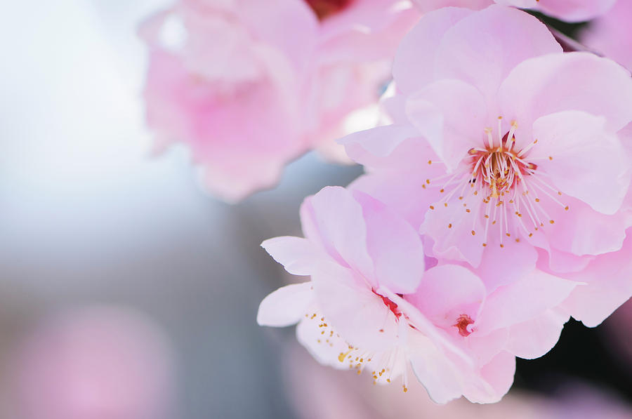 Pink Cherry Blossom Photograph by Ogphoto