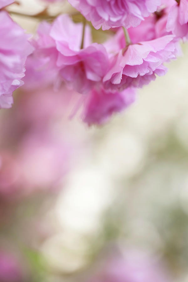 Pink Cherry Blossom Photograph by Trigga