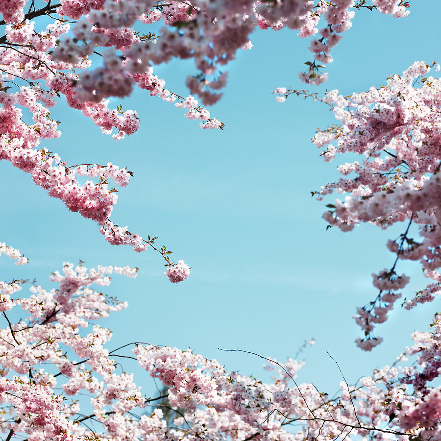 Pink Cherry Blossoms Against Blue Sky Digital Art by Lisbeth Hjort ...