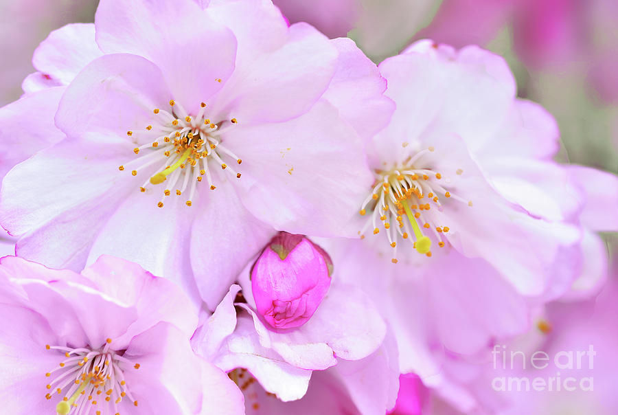 Pink Cherry Blossoms And Buds Photograph