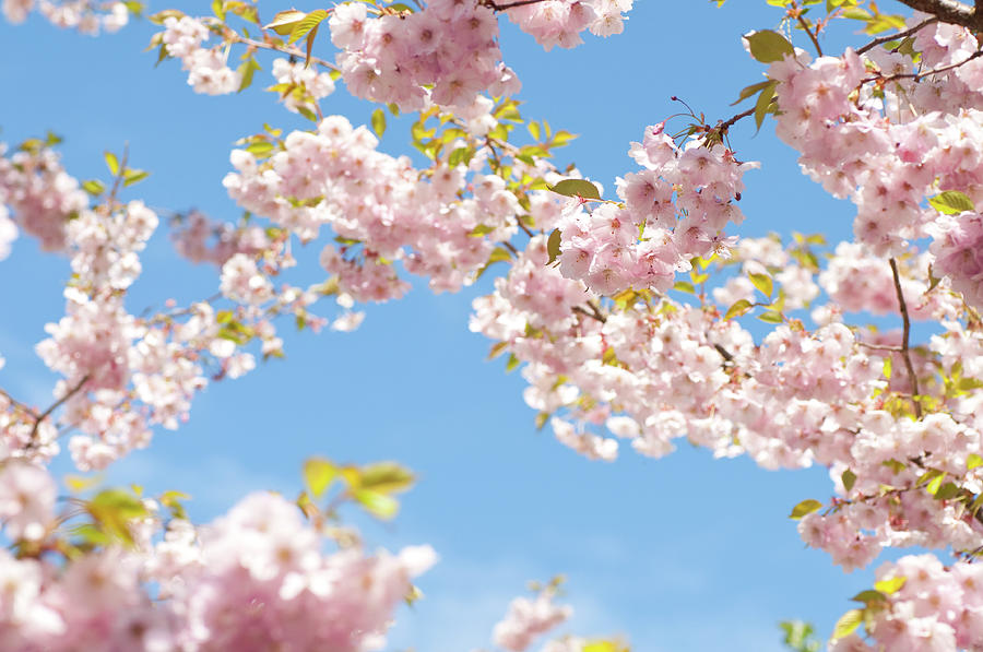 Blue Jay and Cherry Blossom, Blue Pink Birds and Flowers Wood Wall