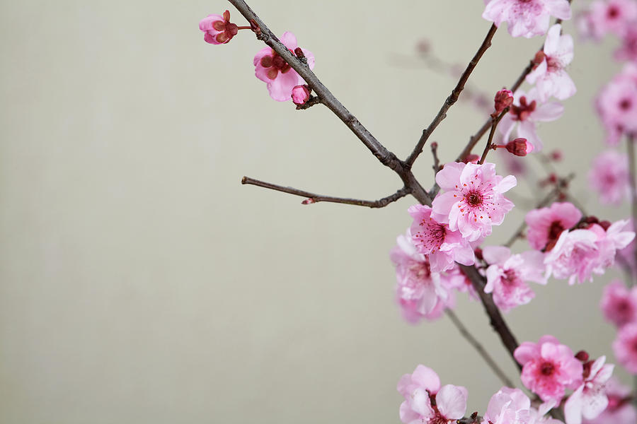 Pink Cherry Blossoms Photograph by Felixr