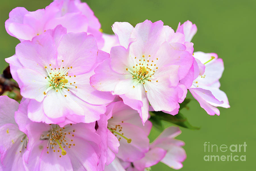 Pink Cherry Blossoms On Green Photograph