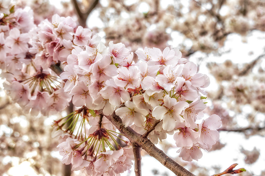 Pink Cherry Blossoms Photograph by Sandi Kroll