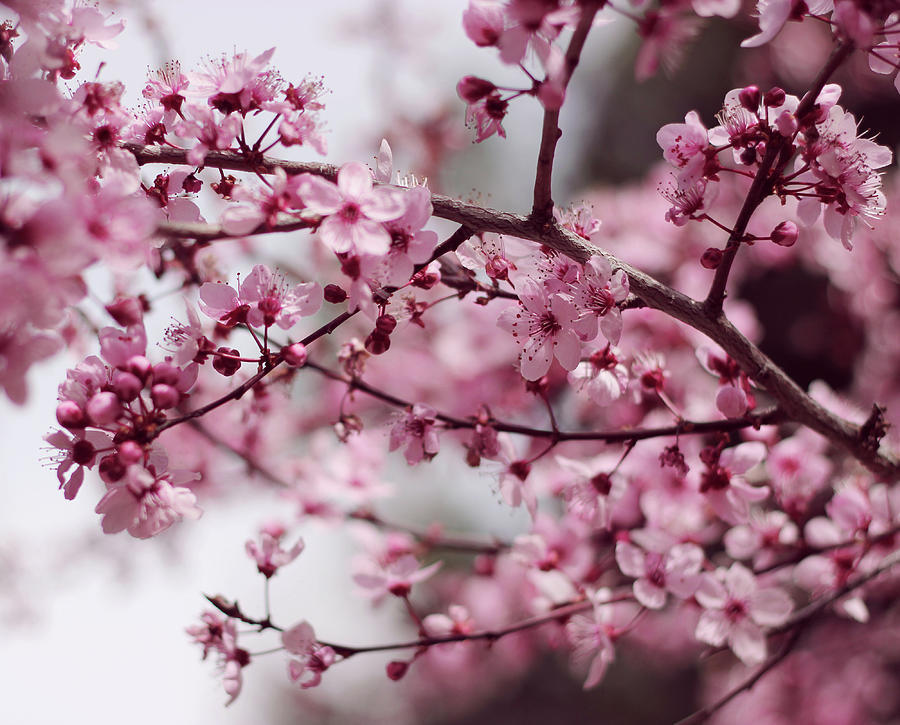 Pink Cherry Blossoms Photograph by Skye Zambrana Photography
