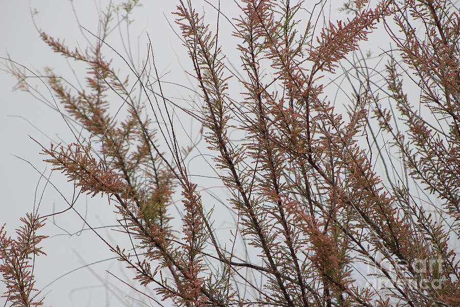 Pink Chinese Saltcedar On Misty Gray Skies Photograph by Colleen Cornelius