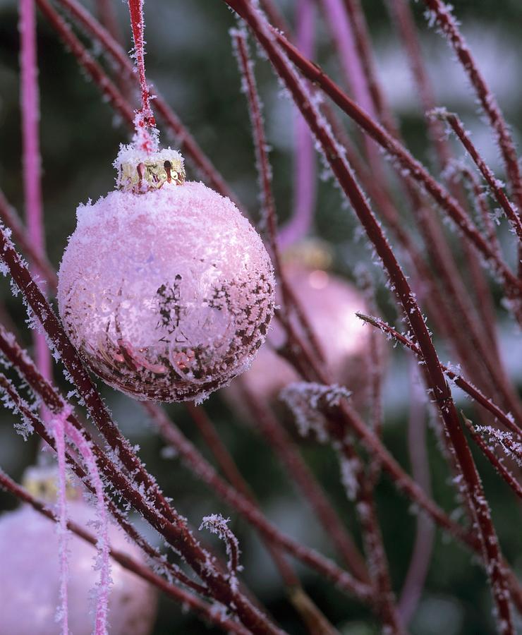 Pink Christmas Tree Bauble On Dogwood Branches cornus Alba Photograph by Friedrich Strauss