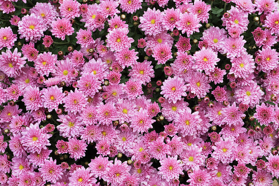 Pink Chrysanthemum Bouquet Photograph by Yinyang