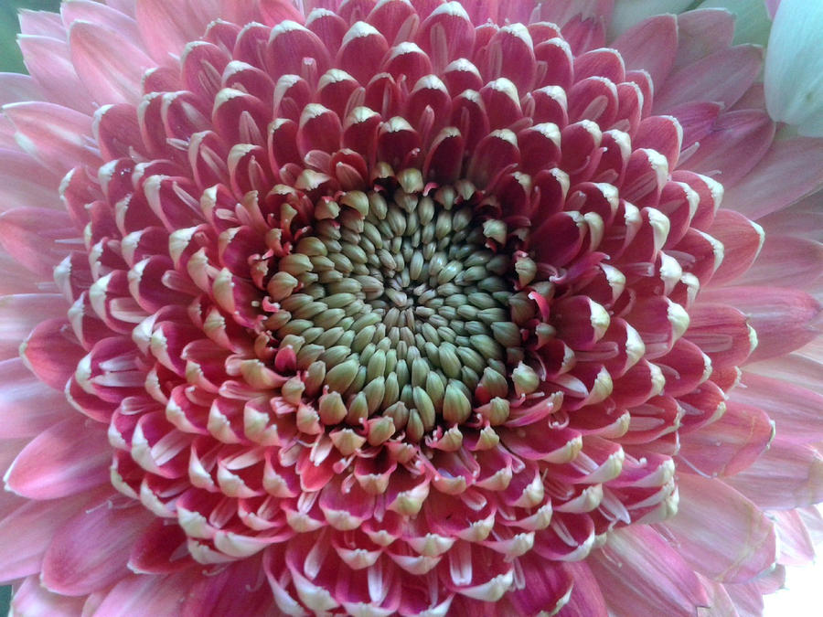 Pink Chrysanthemum Fall In New Orleans Photograph