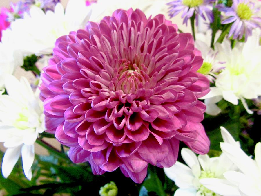 Pink Chrysanthemum by Stephanie Moore Pink Chrysanthemum by Stephanie Moore