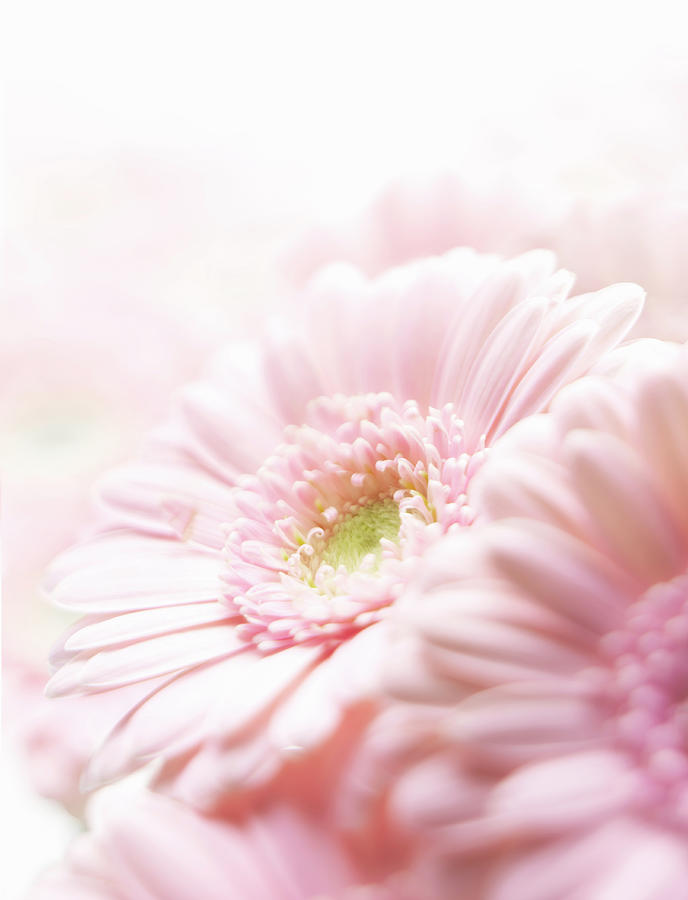 Pink Chrysanthemum Photograph by Stuart Minzey