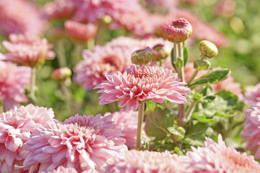 Pink Chrysanthemums In Garden Photograph by Angelica Linnhoff