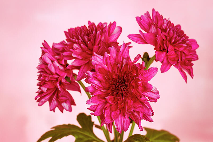 Pink Chrysanths Photograph by Tanya C Smith
