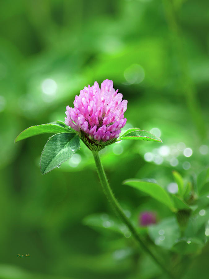 Flower Photograph - Pink Clover Flower by Christina Rollo