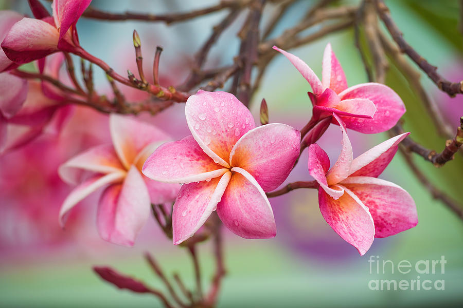 Romance Photograph - Pink Color Frangipani Flower Beauty by Focusstocker Romance Photograph - Pink Color Frangipani Flower Beauty by Focusstocker