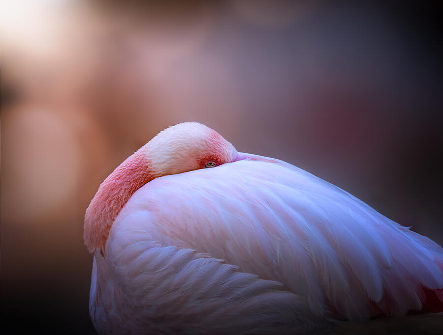 Flamingo Photograph - Pink Colorful 7r51449 by Joanaduenas